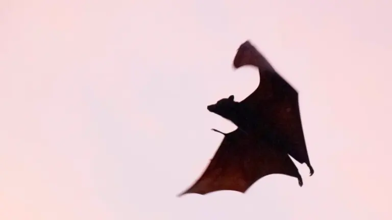 Fledermäuse im August beobachten: Abendspaziergang ohne Störung
