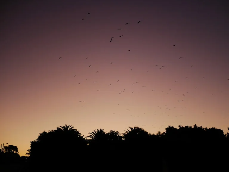 Fledermäuse im August beobachten: Abendspaziergang ohne Störung