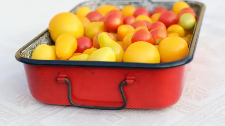 Frische Tomaten in einer roten Metallschale für ein leckeres Ofengericht.