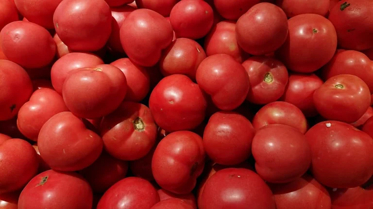 Ofentomaten mit weißen Bohnen: Abendessen vom Blech