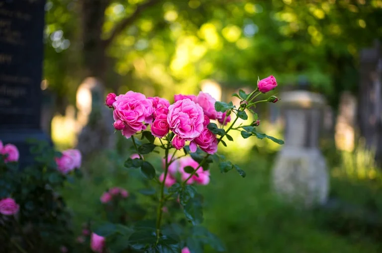 Rostock: Führung im Lindenpark zum Alten Friedhof