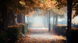 Ein nebliger Parkweg im Herbst mit goldenen Blättern und alten Bäumen.