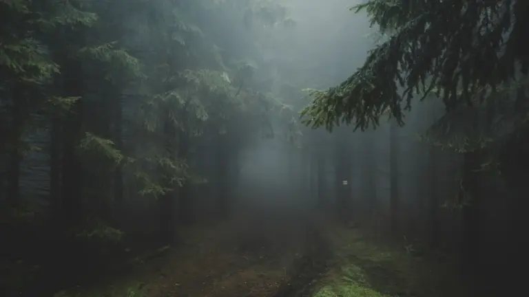 Im Wald den Weg suchen: Was der Traum erzählen kann