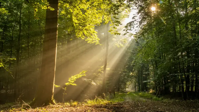 Morgenlicht stabilisiert den Tagesrhythmus – ohne starre Minuten