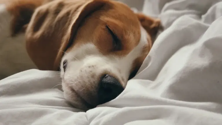 Tiere im Traum: Was Hund, Katze und Vogel bedeuten können