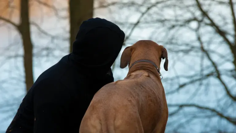 Von einem Hund träumen: Vertrauen und Schutz verstehen