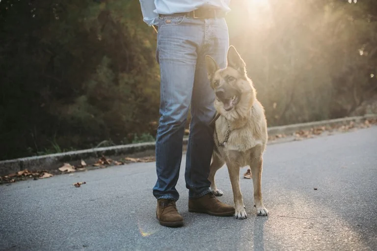 Von einem Hund träumen: Vertrauen und Schutz verstehen
