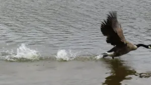 Eine Kanadagans hebt von der Wasseroberfläche ab und verursacht dabei kleine Spritzer.