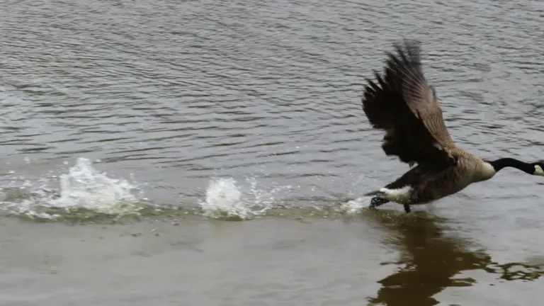 Eine Kanadagans hebt von der Wasseroberfläche ab und verursacht dabei kleine Spritzer.