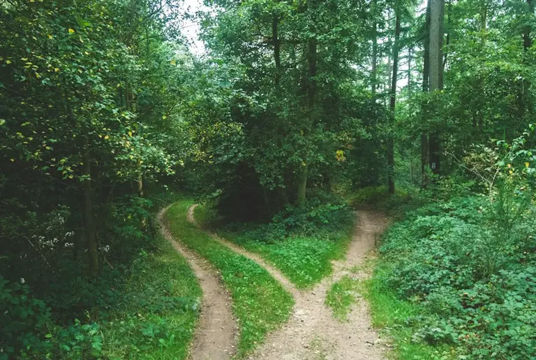Im Traum durch den Wald gehen: Was die Stimmung verrät