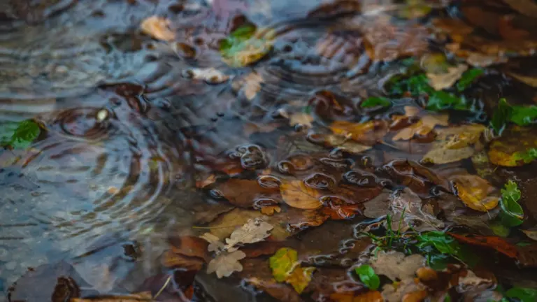 Nasses Herbstlaub: Wo Wege und Straßen rutschig werden