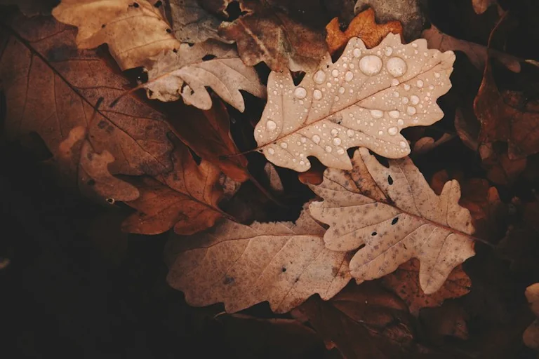 Nasses Herbstlaub: Wo Wege und Straßen rutschig werden
